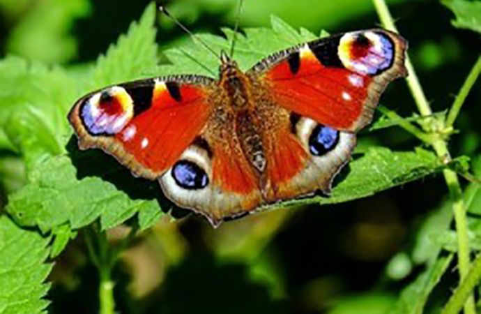 Nanostrukturen schaffen Illusion von Farbe | WOTech Technical Media ...